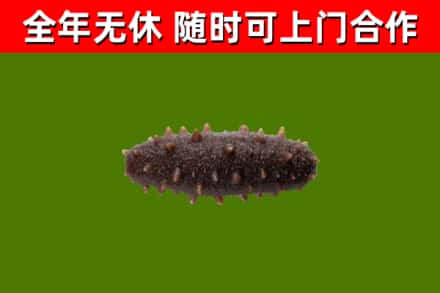 元谋回收海参干
